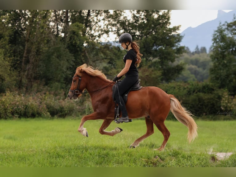 Pony Islandese Castrone 4 Anni 142 cm Sauro in Wals