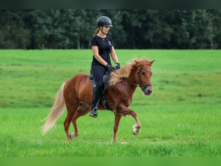 Pony Islandese Castrone 4 Anni 142 cm Sauro in Wals