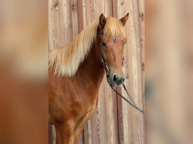 Pony Islandese Castrone 4 Anni 142 cm Sauro in Wals