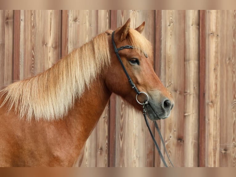 Pony Islandese Castrone 4 Anni 142 cm Sauro in Wals