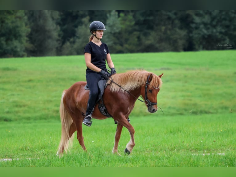 Pony Islandese Castrone 4 Anni 142 cm Sauro in Wals