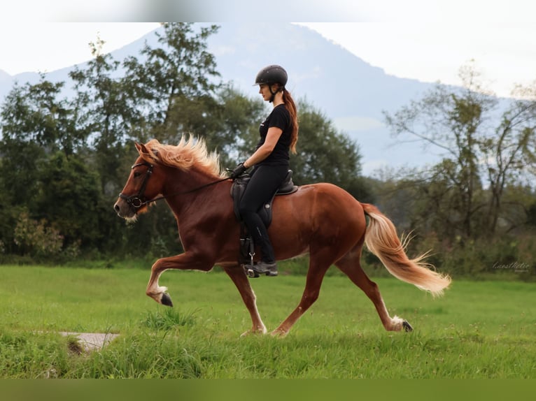 Pony Islandese Castrone 4 Anni 142 cm Sauro in Wals