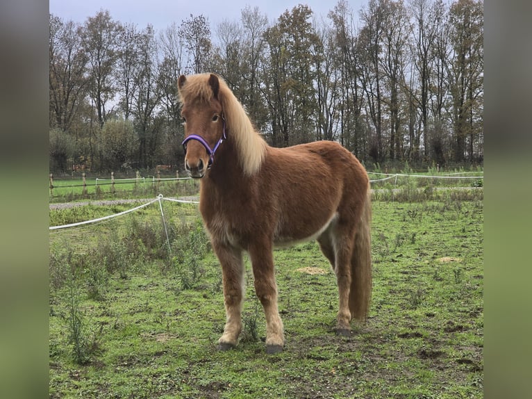 Pony Islandese Castrone 4 Anni 142 cm Sauro in Wanroij