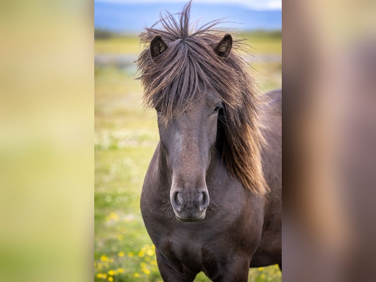Pony Islandese Castrone 4 Anni 144 cm Morello in Hvolsvöllur