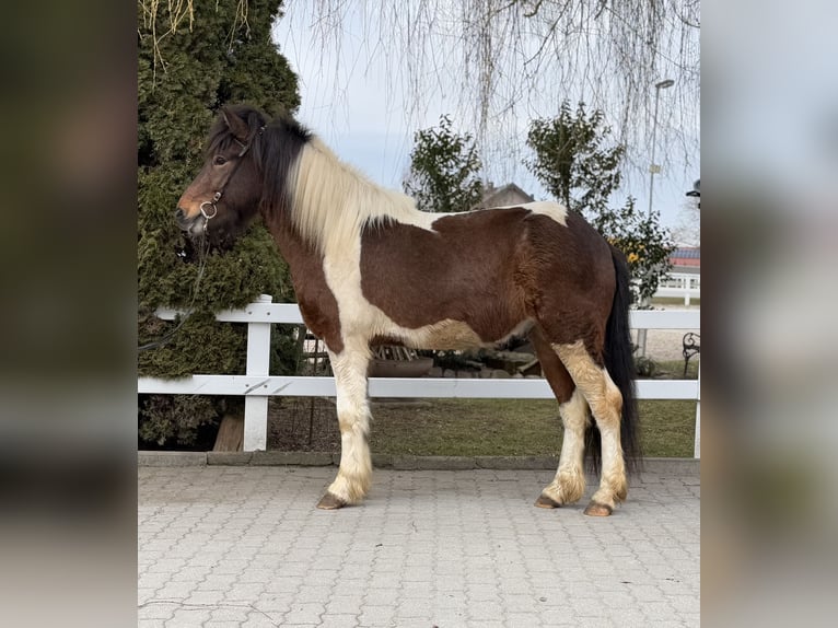 Pony Islandese Castrone 4 Anni 144 cm Pezzato in Lochen am See