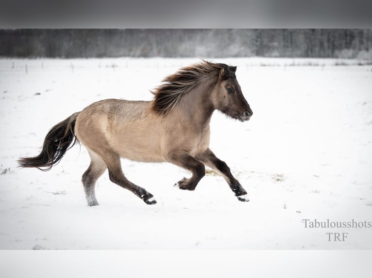 Pony Islandese Castrone 4 Anni Falbo in Wiemersdorf