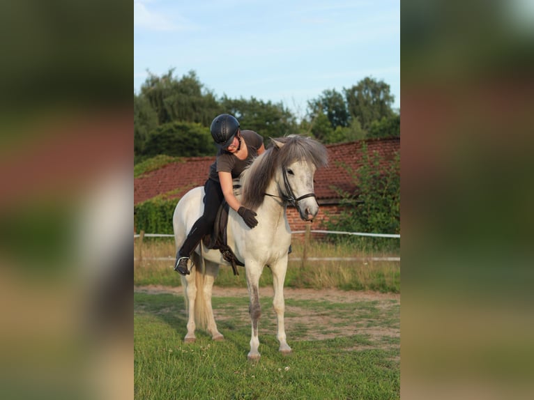 Pony Islandese Castrone 4 Anni Grigio in Osnabrück