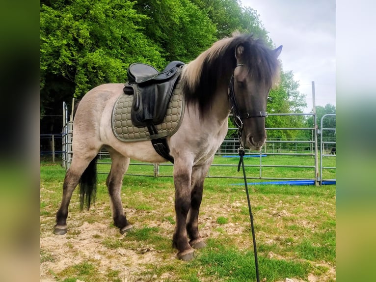 Pony Islandese Castrone 4 Anni Grullo in Beverstedt