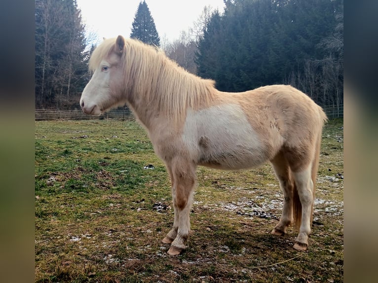 Pony Islandese Castrone 4 Anni Palomino in Saarland