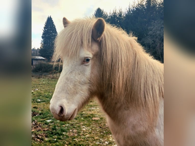 Pony Islandese Castrone 4 Anni Palomino in Saarland
