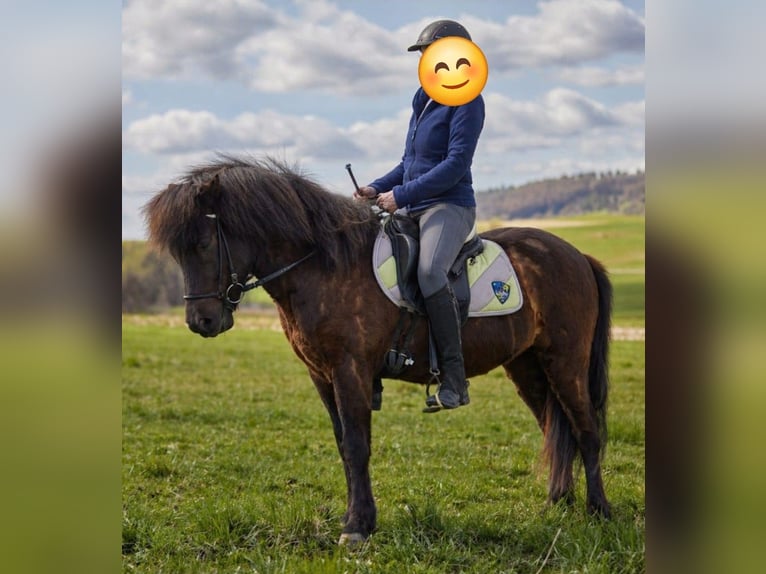 Pony Islandese Castrone 5 Anni 135 cm Baio nero in Großalmerode