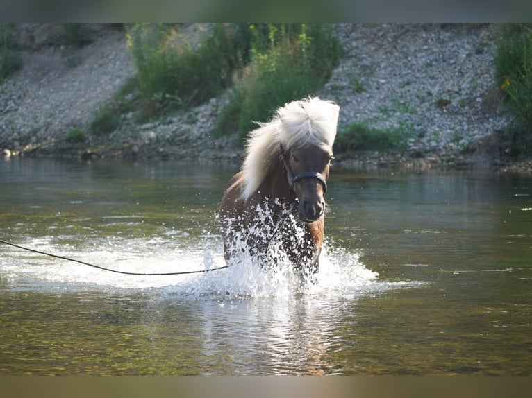 Pony Islandese Castrone 5 Anni 135 cm in Bobingen