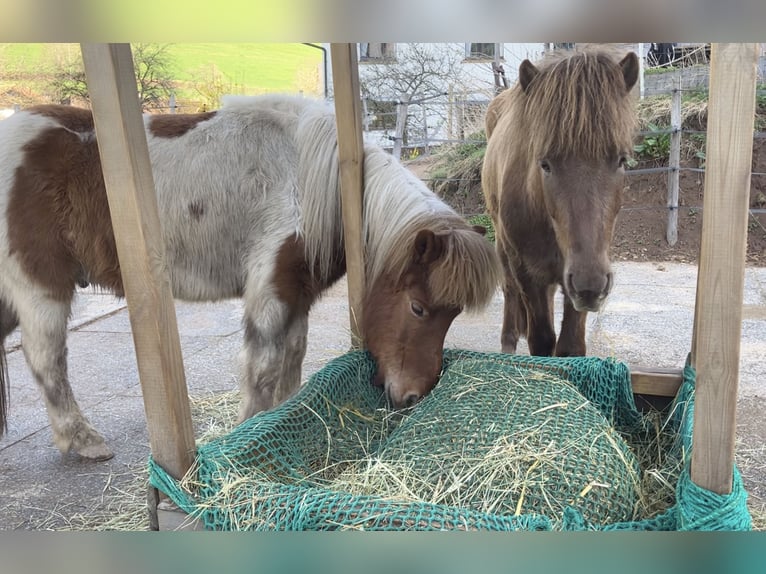 Pony Islandese Castrone 5 Anni 135 cm Morello in Kleines Wiesental