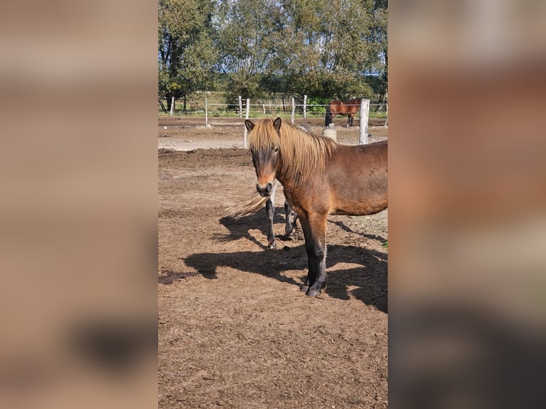 Pony Islandese Castrone 5 Anni 137 cm Baio in BelzigBelzig
