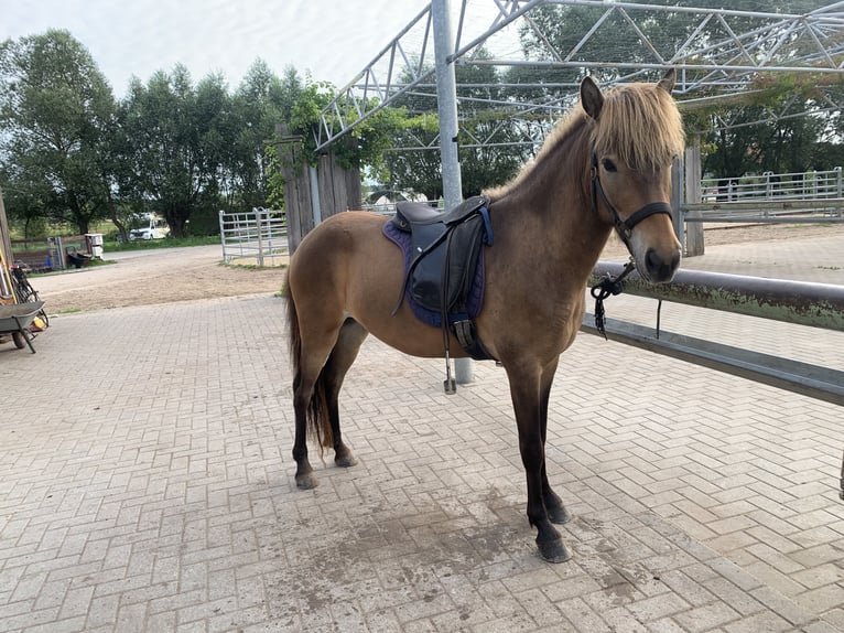 Pony Islandese Castrone 5 Anni 137 cm Baio in Bad Belzig