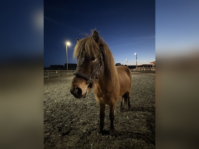 Pony Islandese Castrone 5 Anni 137 cm Baio in Bad Belzig