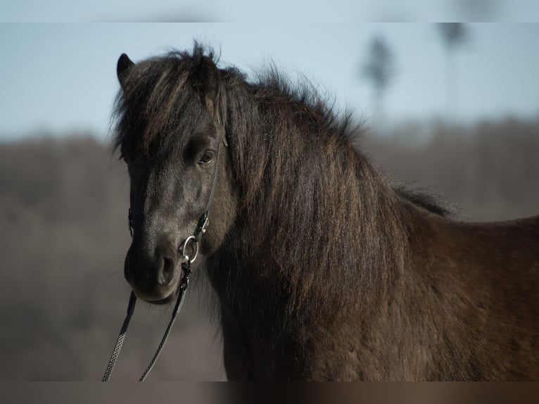 Pony Islandese Castrone 5 Anni 137 cm Baio nero in Netphen