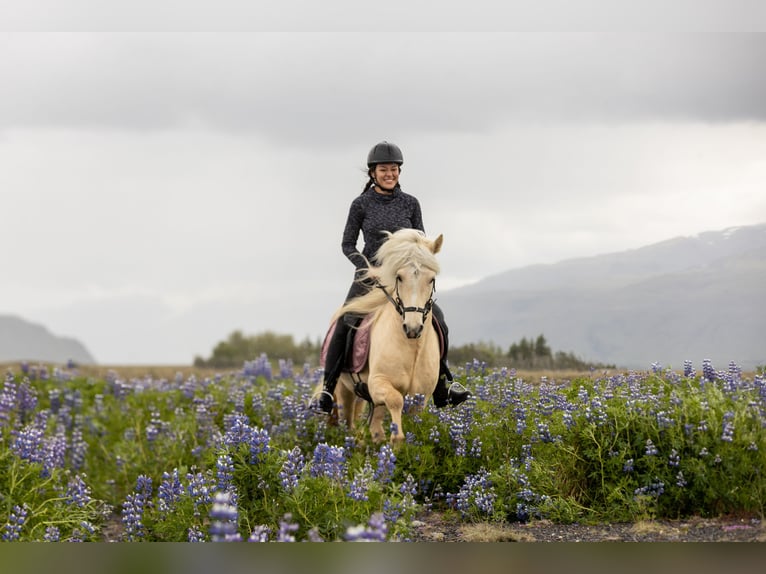 Pony Islandese Castrone 5 Anni 137 cm Palomino in Hv&#xF6;lsvollur