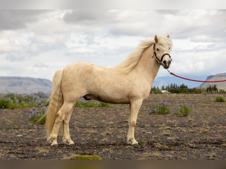 Pony Islandese Castrone 5 Anni 137 cm Palomino in Hv&#xF6;lsvollur