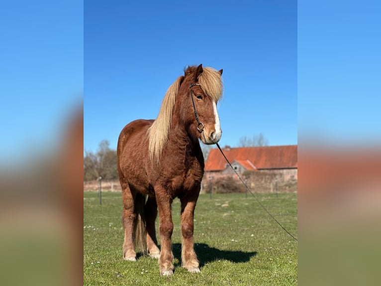 Pony Islandese Castrone 5 Anni 138 cm Sauro in Hohenfelde