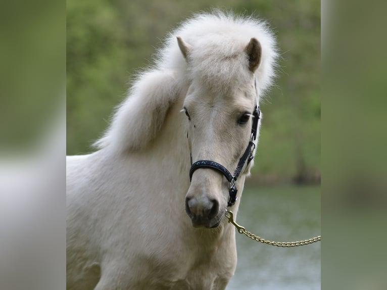 Pony Islandese Castrone 5 Anni 140 cm Falbo in Kaufungen
