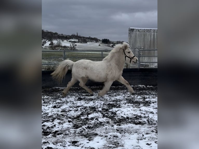 Pony Islandese Castrone 5 Anni 140 cm Falbo in Kaufungen