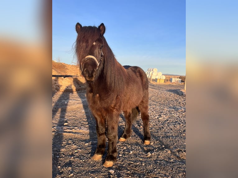 Pony Islandese Castrone 5 Anni 140 cm Morello in Hvolsvelli