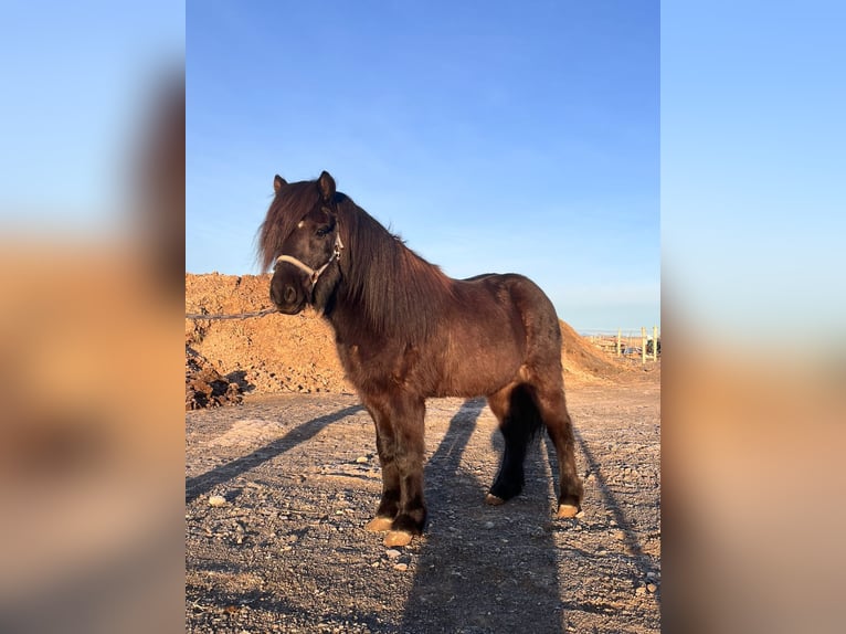 Pony Islandese Castrone 5 Anni 140 cm Morello in Hvolsvelli