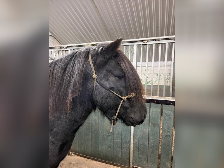 Pony Islandese Castrone 5 Anni 140 cm Morello in Hvolsvelli