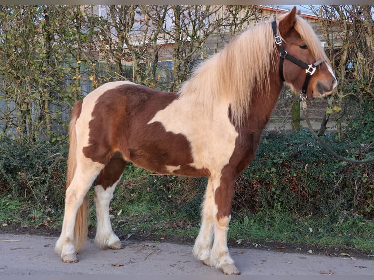 Pony Islandese Castrone 5 Anni 140 cm Pezzato in Minderlittgen