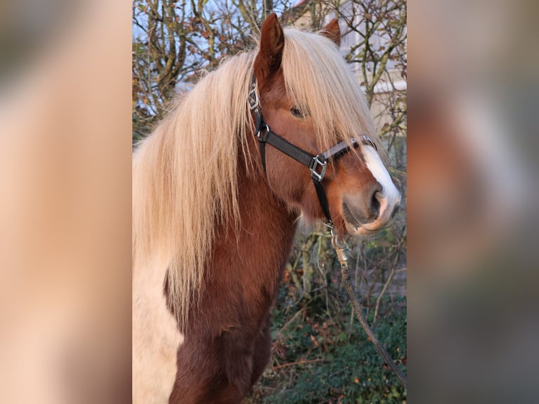 Pony Islandese Castrone 5 Anni 140 cm Pezzato in Minderlittgen