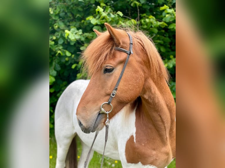 Pony Islandese Castrone 5 Anni 140 cm Pezzato in Buchholz in der Nordheide