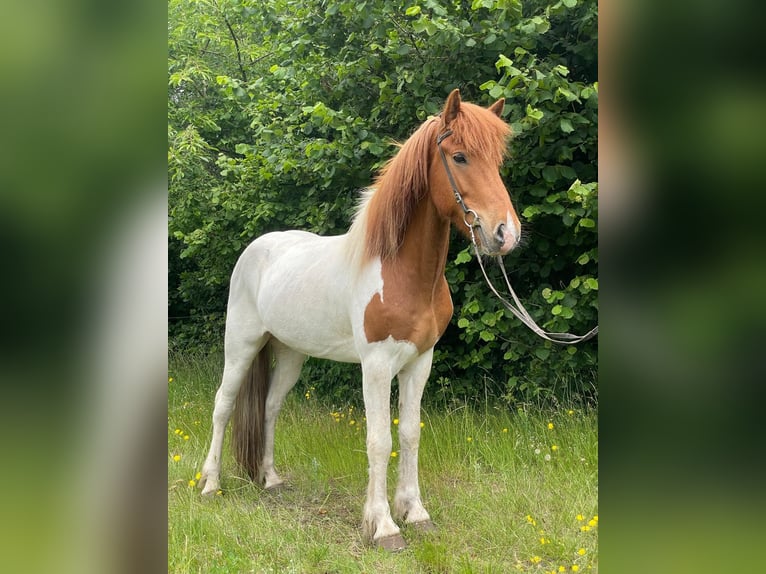 Pony Islandese Castrone 5 Anni 140 cm Pezzato in Buchholz in der Nordheide