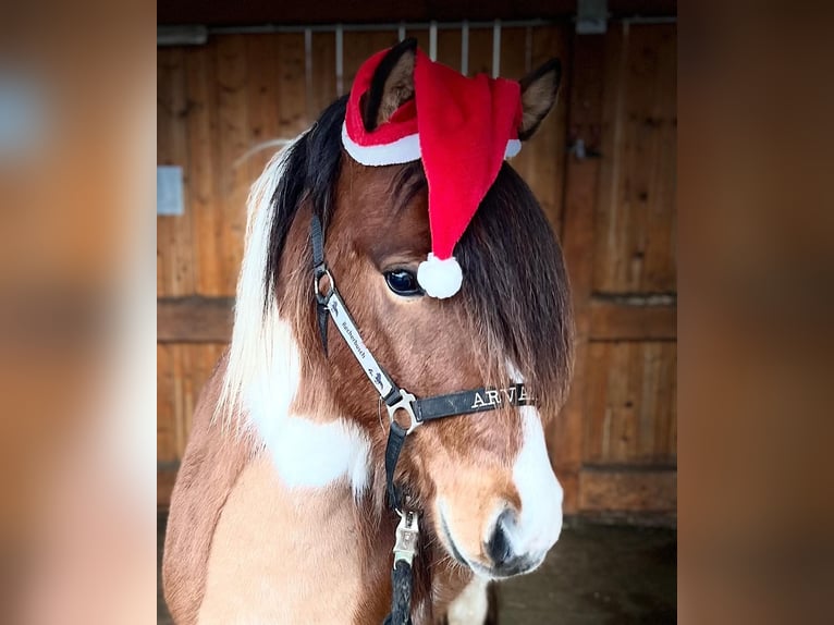 Pony Islandese Castrone 5 Anni 140 cm Pezzato in Euskirchen