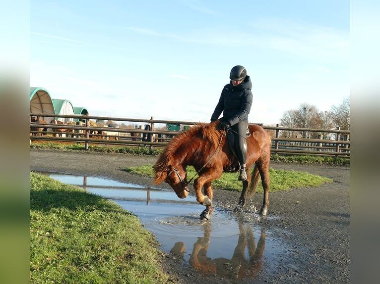Pony Islandese Castrone 5 Anni 140 cm Sauro in Euskirchen