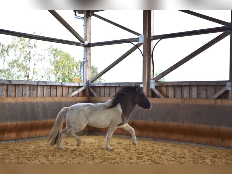 Pony Islandese Castrone 5 Anni 141 cm Pezzato in Ravensburg