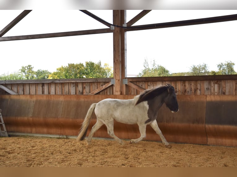 Pony Islandese Castrone 5 Anni 141 cm Pezzato in Ravensburg