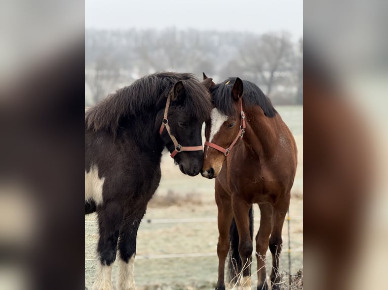 Pony Islandese Castrone 5 Anni 141 cm Pezzato in Achstetten