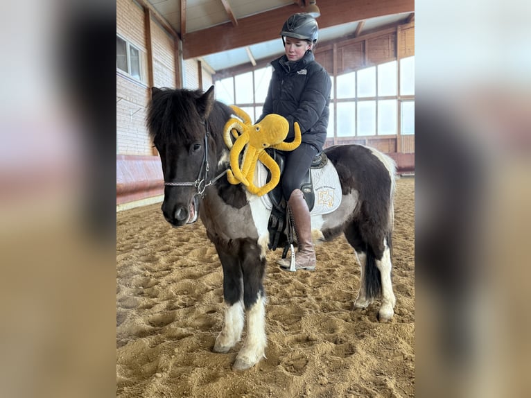 Pony Islandese Castrone 5 Anni 141 cm Pezzato in Achstetten