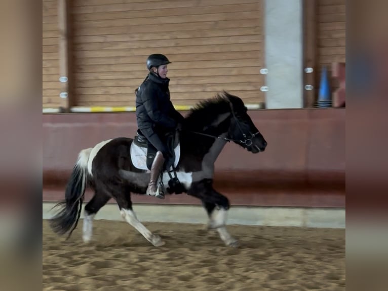 Pony Islandese Castrone 5 Anni 141 cm Pezzato in Achstetten