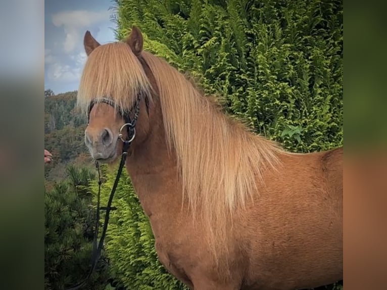Pony Islandese Castrone 5 Anni 141 cm Sauro in Wermelskirchen