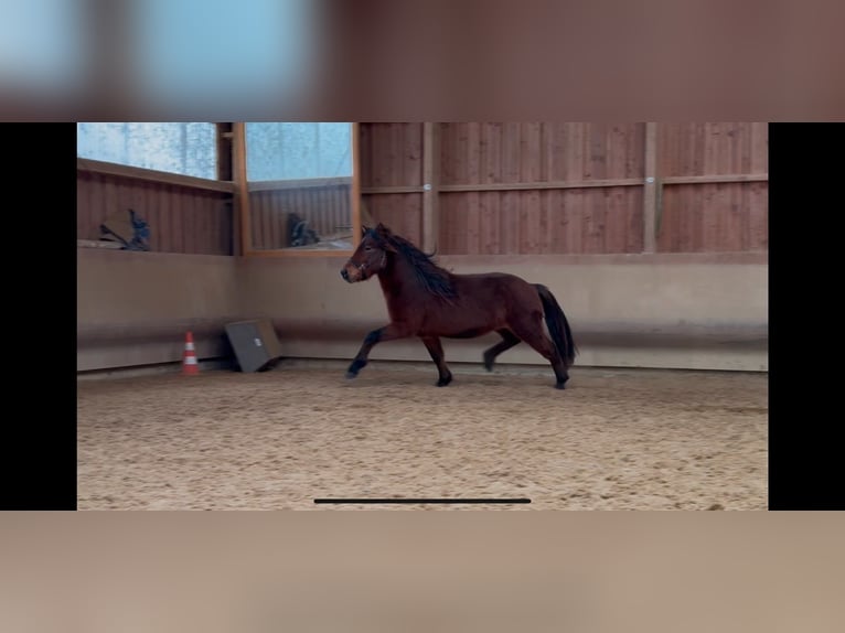 Pony Islandese Castrone 5 Anni 142 cm Baio in Fronreute