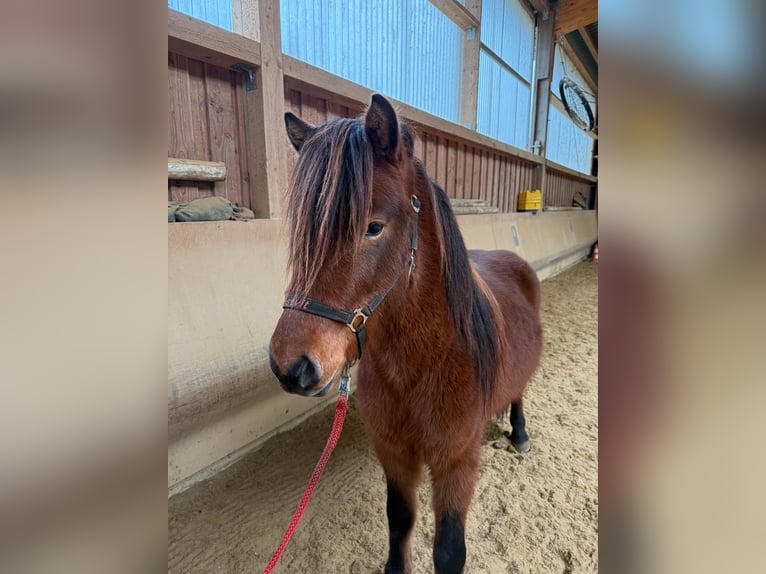 Pony Islandese Castrone 5 Anni 142 cm Baio in Fronreute