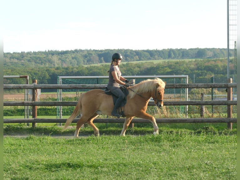 Pony Islandese Castrone 5 Anni 142 cm Falbo in Euskirchen