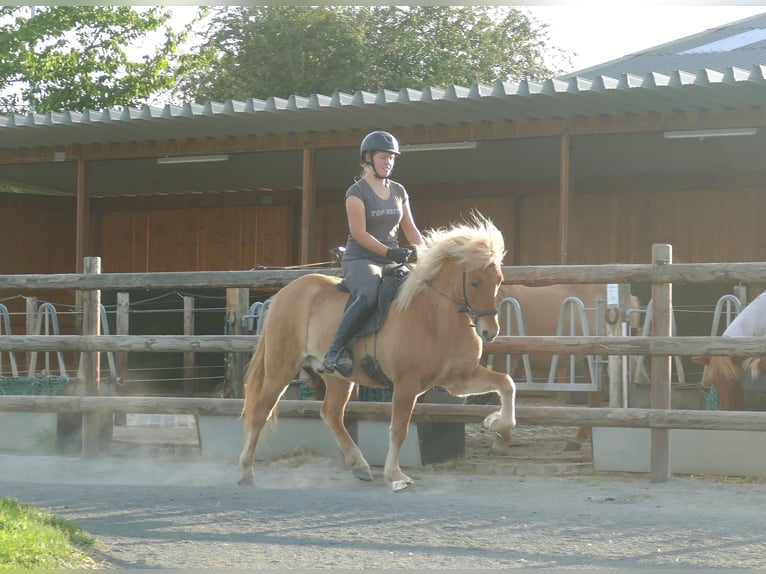 Pony Islandese Castrone 5 Anni 142 cm Falbo in Euskirchen