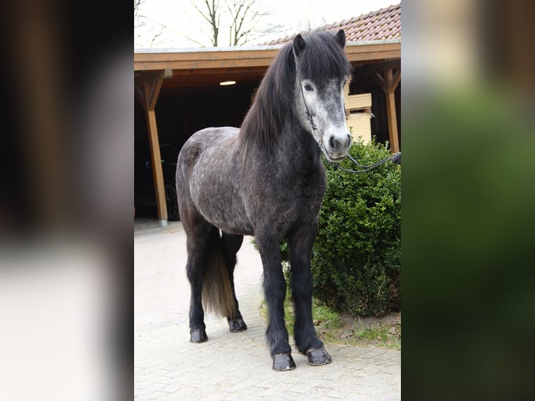 Pony Islandese Castrone 5 Anni 142 cm Grigio ferro in Soltau