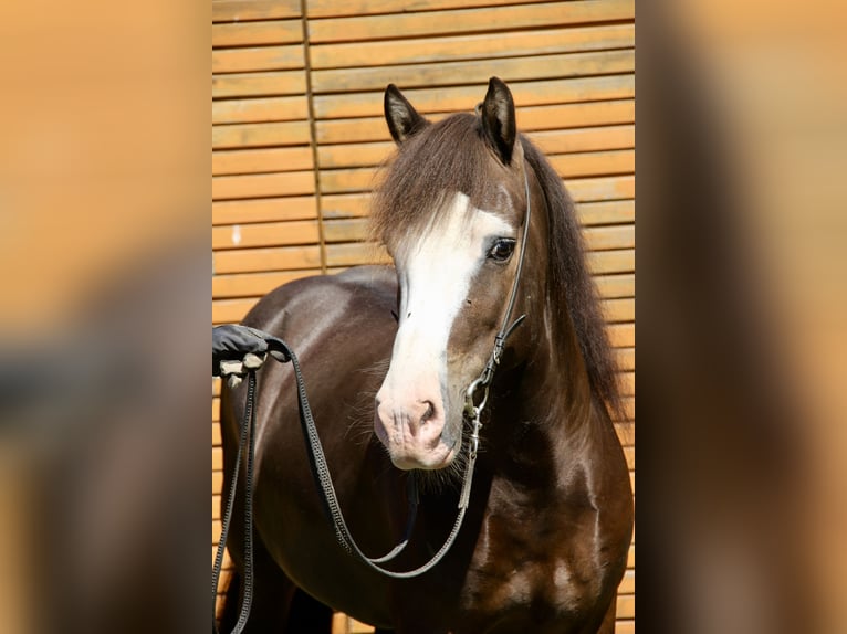 Pony Islandese Castrone 5 Anni 142 cm Morello in Soltau