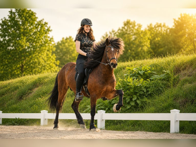 Pony Islandese Castrone 5 Anni 143 cm Baio in Lehmrade