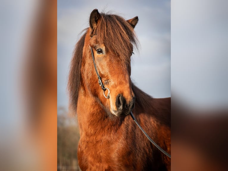 Pony Islandese Castrone 5 Anni 143 cm Baio in Lehmrade