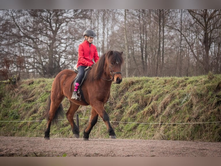 Pony Islandese Castrone 5 Anni 143 cm Baio in Lehmrade
